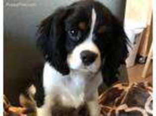 Cavalier King Charles Spaniel Puppy for sale in Palm Springs, CA, USA
