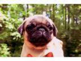 Pug Puppy for sale in Greenville, SC, USA