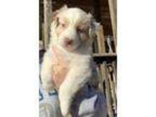 Australian Shepherd Puppy for sale in Salina, KS, USA