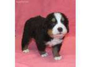 Bernese Mountain Dog Puppy for sale in Francisco, IN, USA