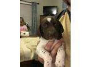 German Shorthaired Pointer Puppy for sale in Macon, MS, USA