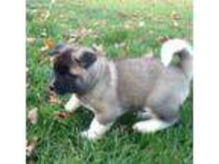 Akita Puppy for sale in Coshocton, OH, USA