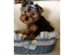 Yorkshire Terrier Puppy for sale in Darrington, WA, USA