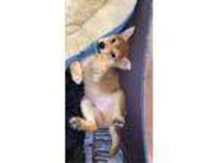 Shiba Inu Puppy for sale in Bronx, NY, USA
