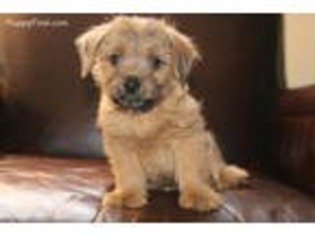 Norfolk Terrier Puppy for sale in Draper, UT, USA