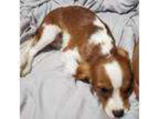 Cavalier King Charles Spaniel Puppy for sale in Fair Grove, MO, USA