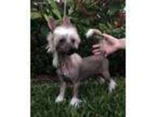 Chinese Crested Puppy for sale in Lutz, FL, USA
