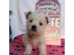 West Highland White Terrier Puppy for sale in Clinton, AR, USA