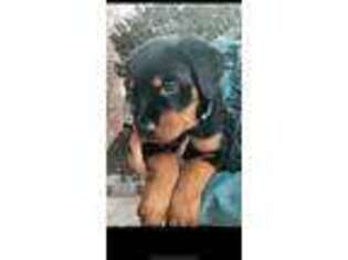 Rottweiler Puppy for sale in Alpharetta, GA, USA