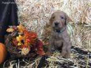 Goldendoodle Puppy for sale in Paoli, IN, USA