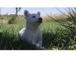 Siberian Husky Puppy for sale in Edina, MO, USA