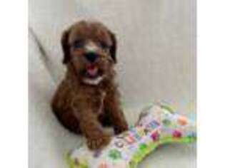 Cavapoo Puppy for sale in Spartanburg, SC, USA