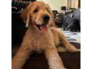 Goldendoodle Puppy for sale in Portland, ME, USA