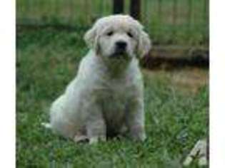Golden Retriever Puppy for sale in TELL CITY, IN, USA