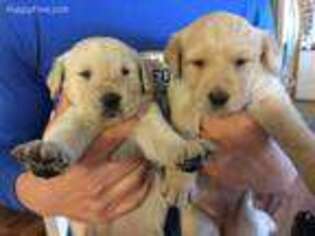 Labradoodle Puppy for sale in Rockford, IA, USA