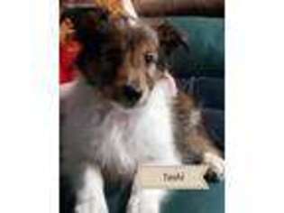 Shetland Sheepdog Puppy for sale in Commerce, TX, USA