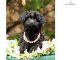 Goldendoodle Puppy for sale in Charlottesville, VA, USA