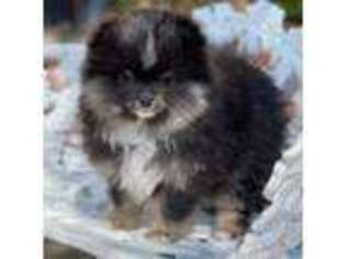 Pomeranian Puppy for sale in Stockton, CA, USA