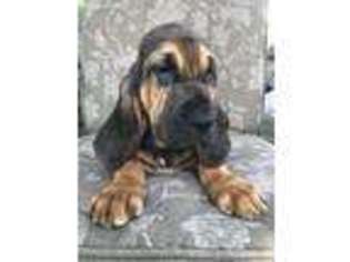 Bloodhound Puppy for sale in Townville, SC, USA