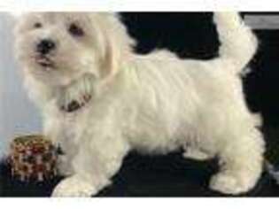 Maltese Puppy for sale in Boise, ID, USA