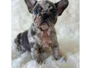 French Bulldog Puppy for sale in South Amboy, NJ, USA
