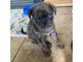 Pug Puppy for sale in Buda, TX, USA