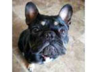 French Bulldog Puppy for sale in Ventura, CA, USA