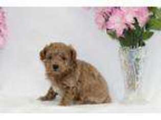 Mutt Puppy for sale in Versailles, MO, USA
