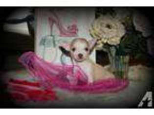 Chihuahua Puppy for sale in OREGON CITY, OR, USA
