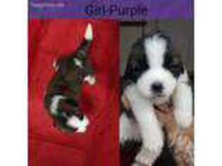 Saint Bernard Puppy for sale in Independence, MO, USA