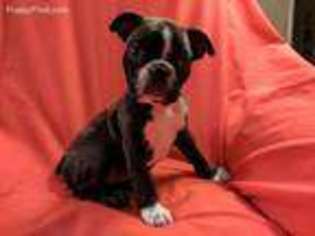 Boston Terrier Puppy for sale in Morgantown, PA, USA