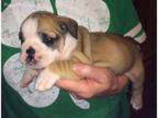 Bulldog Puppy for sale in Elizabethtown, KY, USA