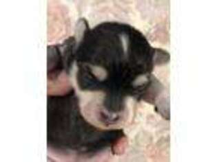 Mutt Puppy for sale in Washburn, IL, USA