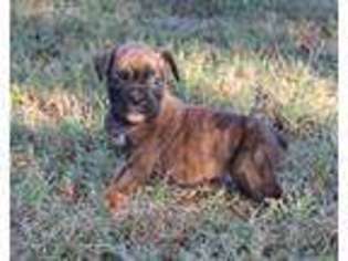 Boxer Puppy for sale in Chaptico, MD, USA