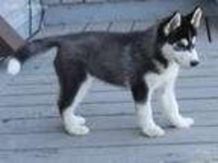 Siberian Husky Puppy for sale in Little Falls, MN, USA