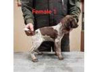 German Shorthaired Pointer Puppy for sale in Concordia, MO, USA