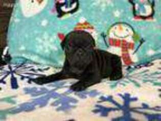 Pug Puppy for sale in Pryor, OK, USA