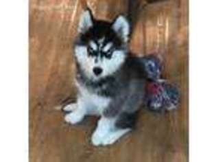 Siberian Husky Puppy for sale in Mount Pleasant, SC, USA