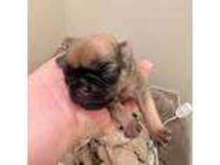 Pug Puppy for sale in Jersey City, NJ, USA