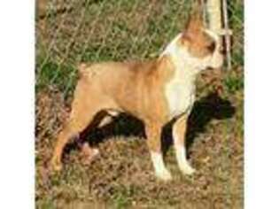 Boston Terrier Puppy for sale in Litchfield, MI, USA