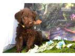 Labradoodle Puppy for sale in Charlottesville, VA, USA