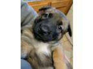 Belgian Malinois Puppy for sale in Concord, CA, USA