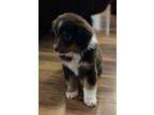 Miniature Australian Shepherd Puppy for sale in Bedford, IN, USA