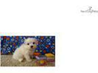 Maltese Puppy for sale in Cedar Rapids, IA, USA
