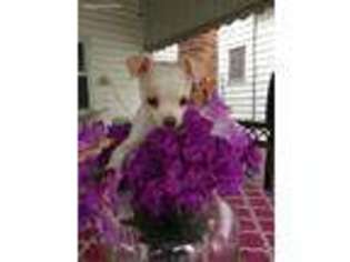 Chihuahua Puppy for sale in North Babylon, NY, USA