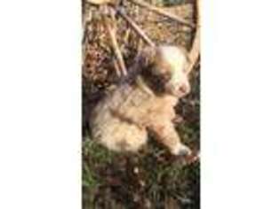 Anatolian Shepherd Puppy for sale in Philadelphia, MS, USA