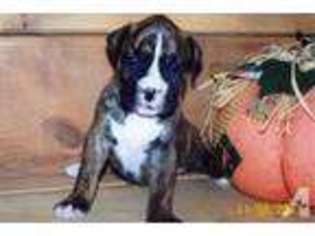 Boxer Puppy for sale in PAYNESVILLE, MN, USA