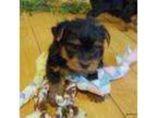 Yorkshire Terrier Puppy for sale in Grand Island, NE, USA