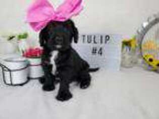 Labradoodle Puppy for sale in College Station, TX, USA