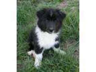 Australian Shepherd Puppy for sale in Kingdom City, MO, USA
